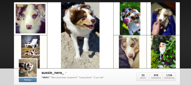 My boyfriend's personal dog "blog" account