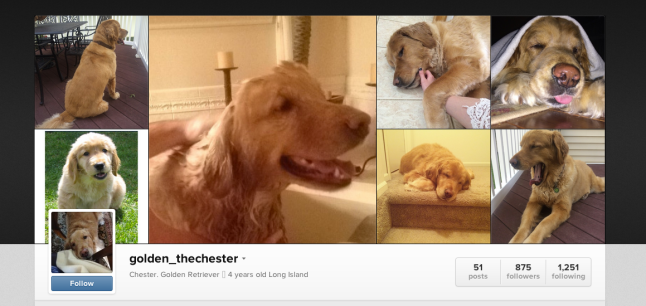 My personal dog account "blog" for my dog, Chester.